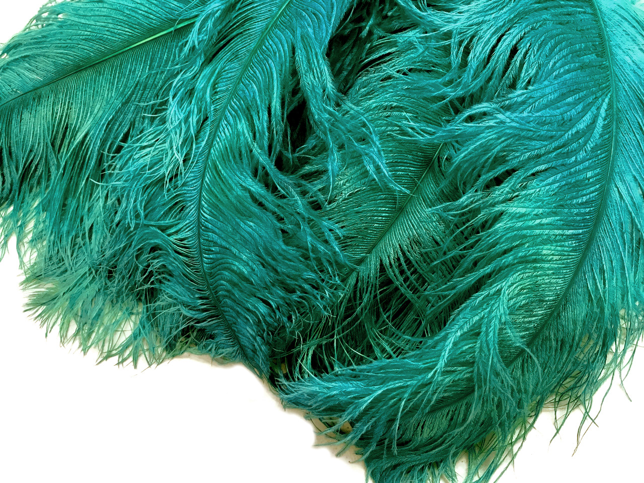 1/2 Lb. - 18-24 Teal Green Large Ostrich Wing Plume Wholesale Feathers  (Bulk)
