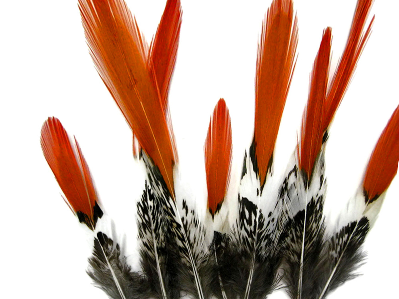 Pheasant Feathers Natural Lady Amherst Pheasant Red Orange Tip Feather –