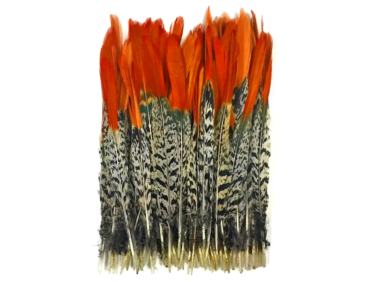 5 Pcs LADY AMHERST PHEASANT Feathers 4-12 RED TIP! Top Quality!  Craft/Hats/Pads
