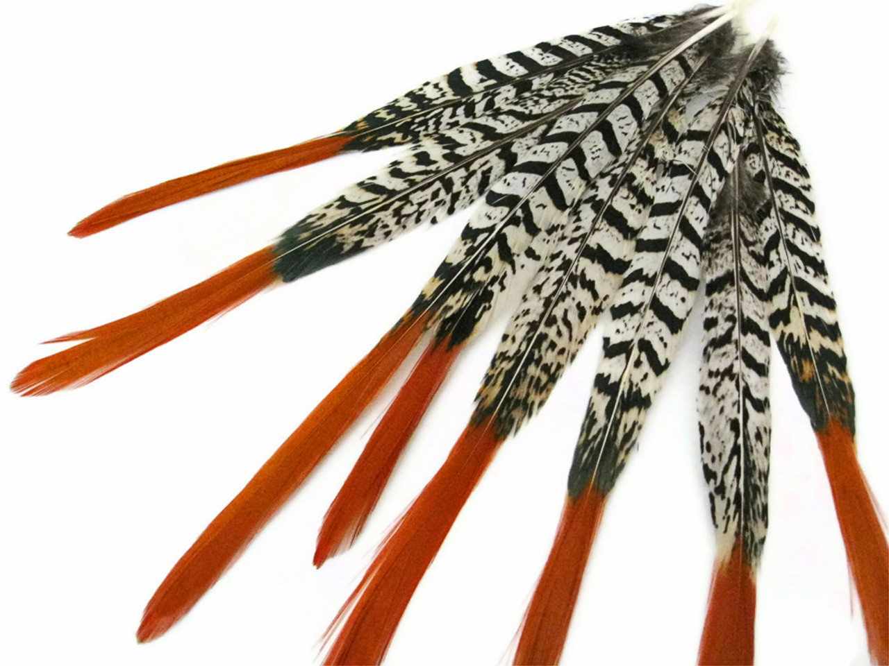 Pheasant Feathers Natural Lady Amherst Pheasant Red Orange Tip Feather –