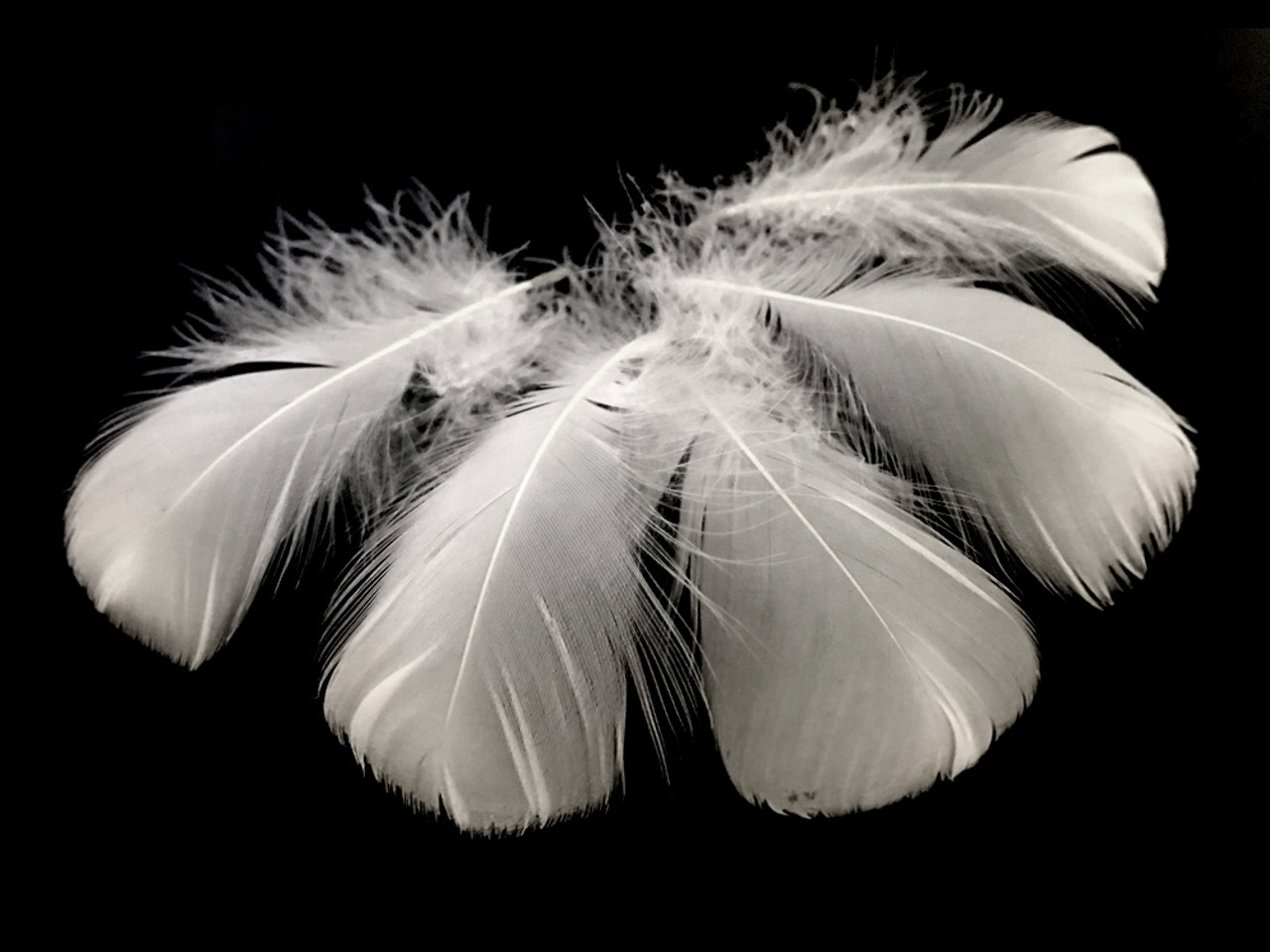 Black White Goose Feather, Black Feathers White Sewing
