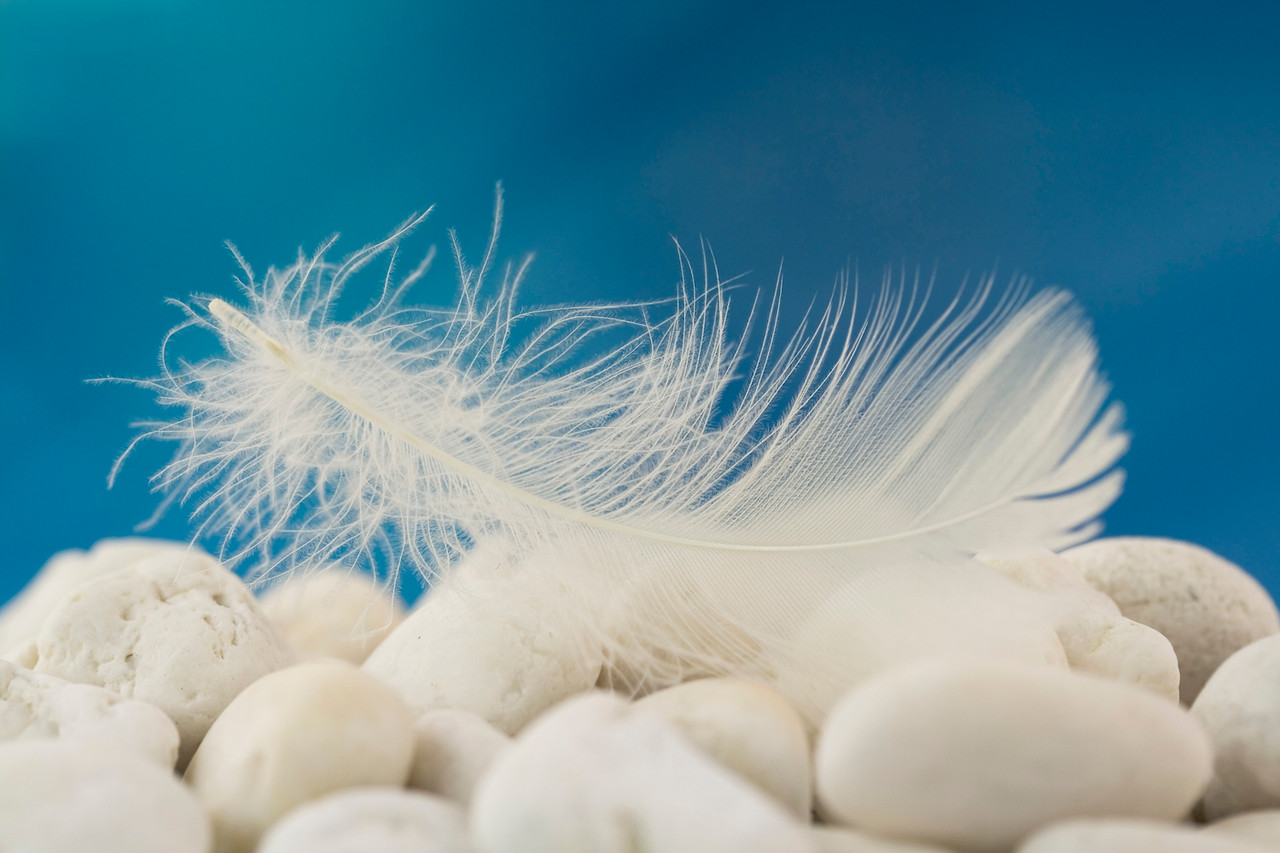 White Goose Feathers, 1 Pack WHITE Goose Satinettes Loose Feathers 0.3 Oz.  : 174 