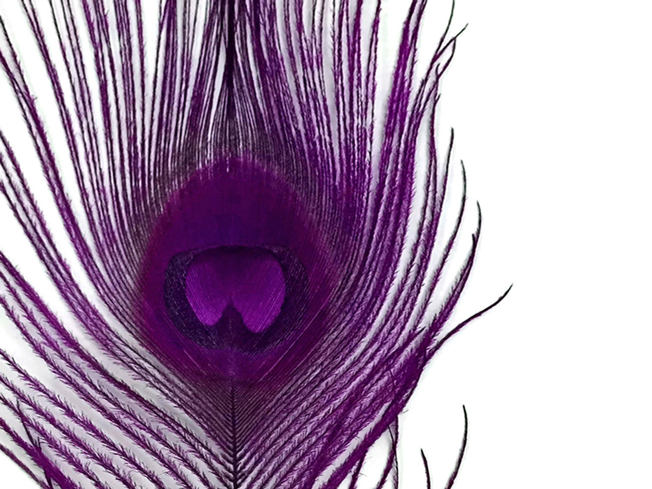 Small Purple Peacock Feather