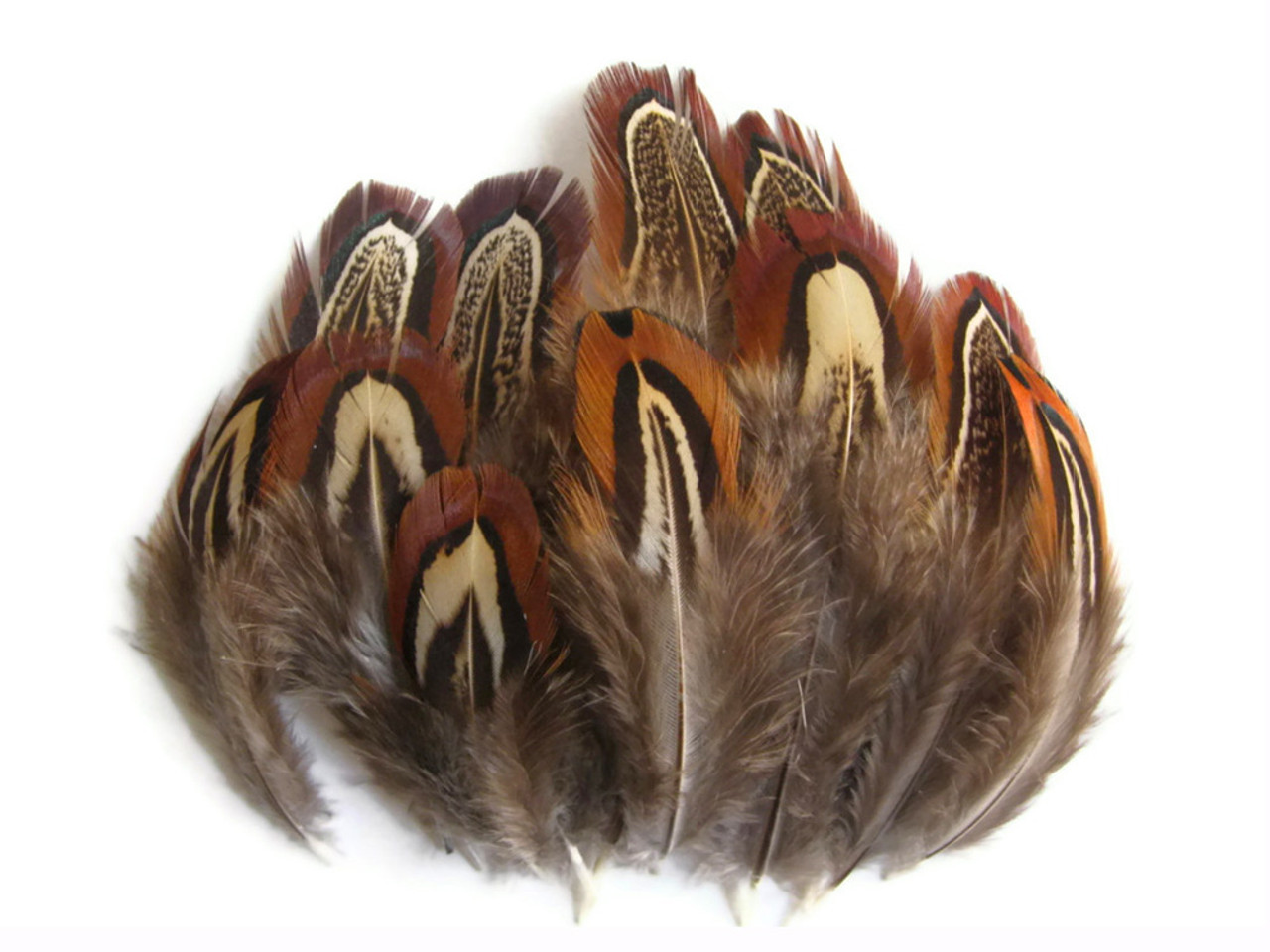 0.10 oz. Natural Almond Ringneck Pheasant Feathers