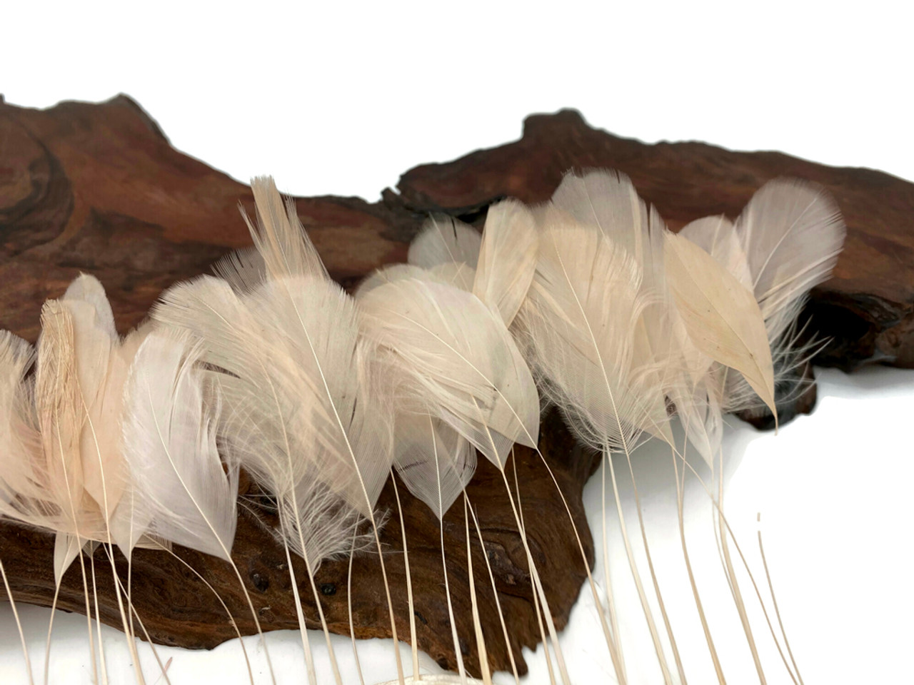 1 Dozen - BEIGE Stripped Coque Tail Feathers