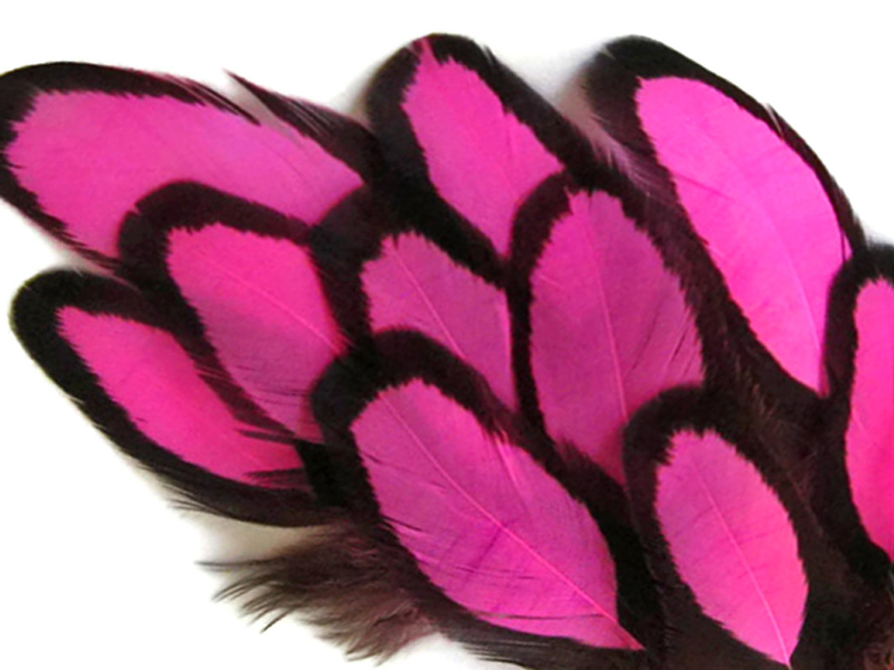 Hot Pink Laced Hen Saddle Feathers for Crafts Pink Black Craft Feathers  x12PCS