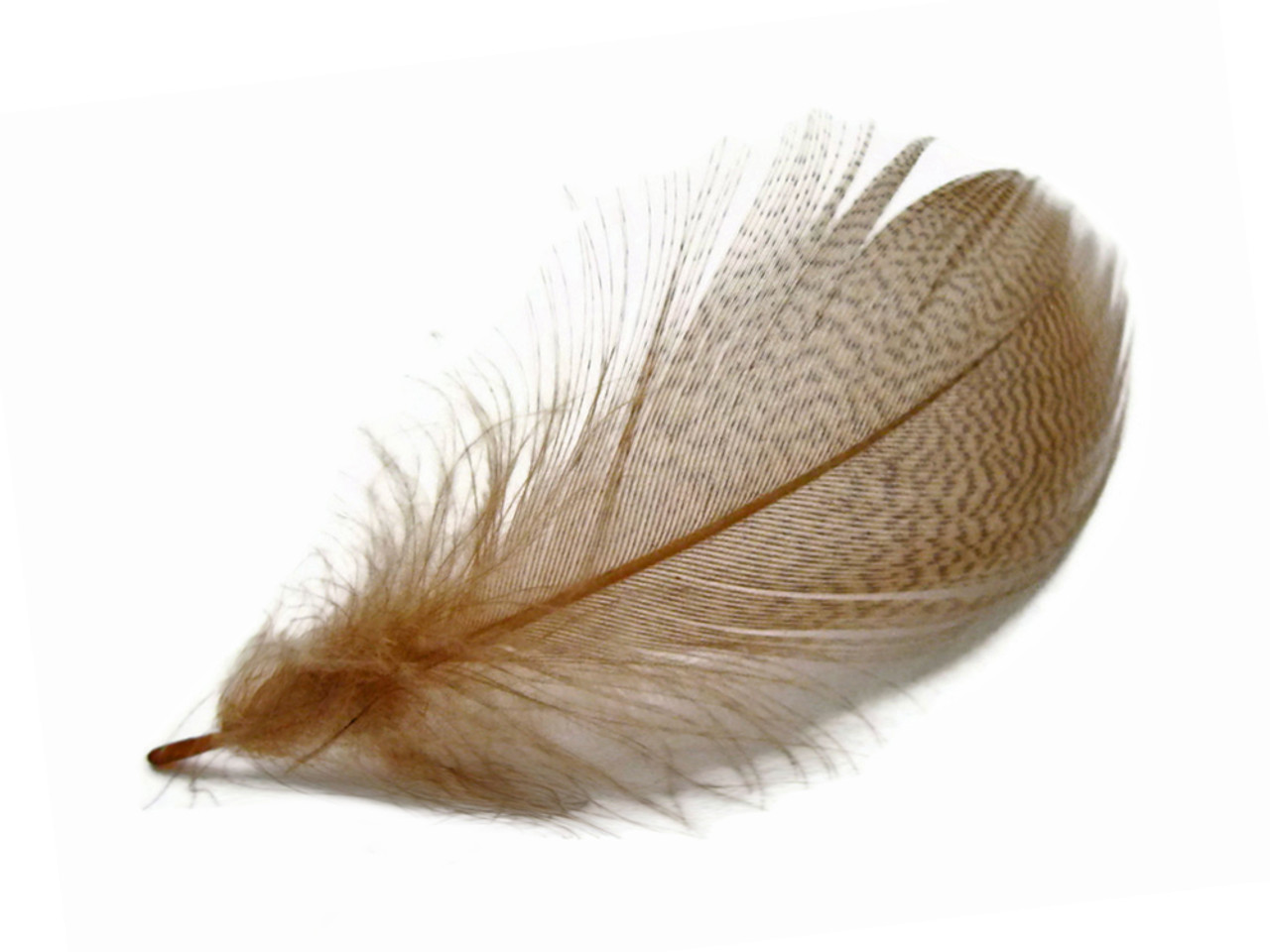 Duck Feathers (5pcs), Camel Beige, Length 9-14 cm