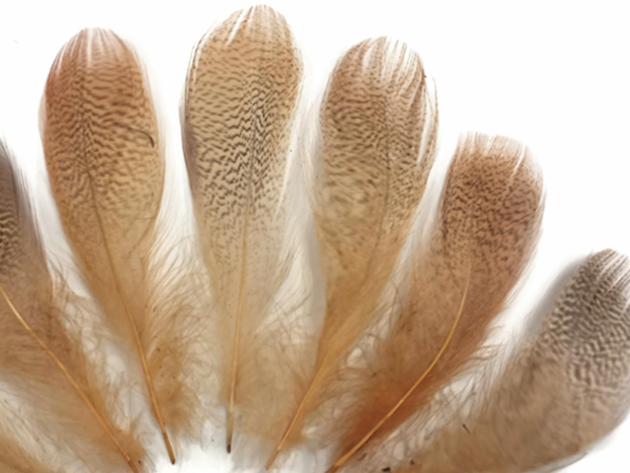 1 Pack - Dyed Brown Duck Primary Wing Pointer Feathers 0.50 Oz. Craft  Halloween Costume Carnival Supply | Moonlight Feather