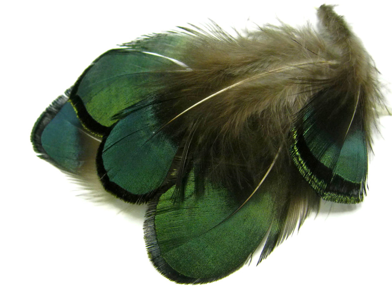 1 Pack - Iridescent Green Bronze Lady Amherst Pheasant Plumage Tippet  Feathers 0.10 Oz.