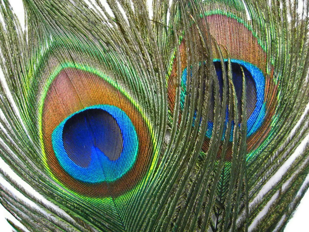 10-Piece Natural Peacock Eye Feathers