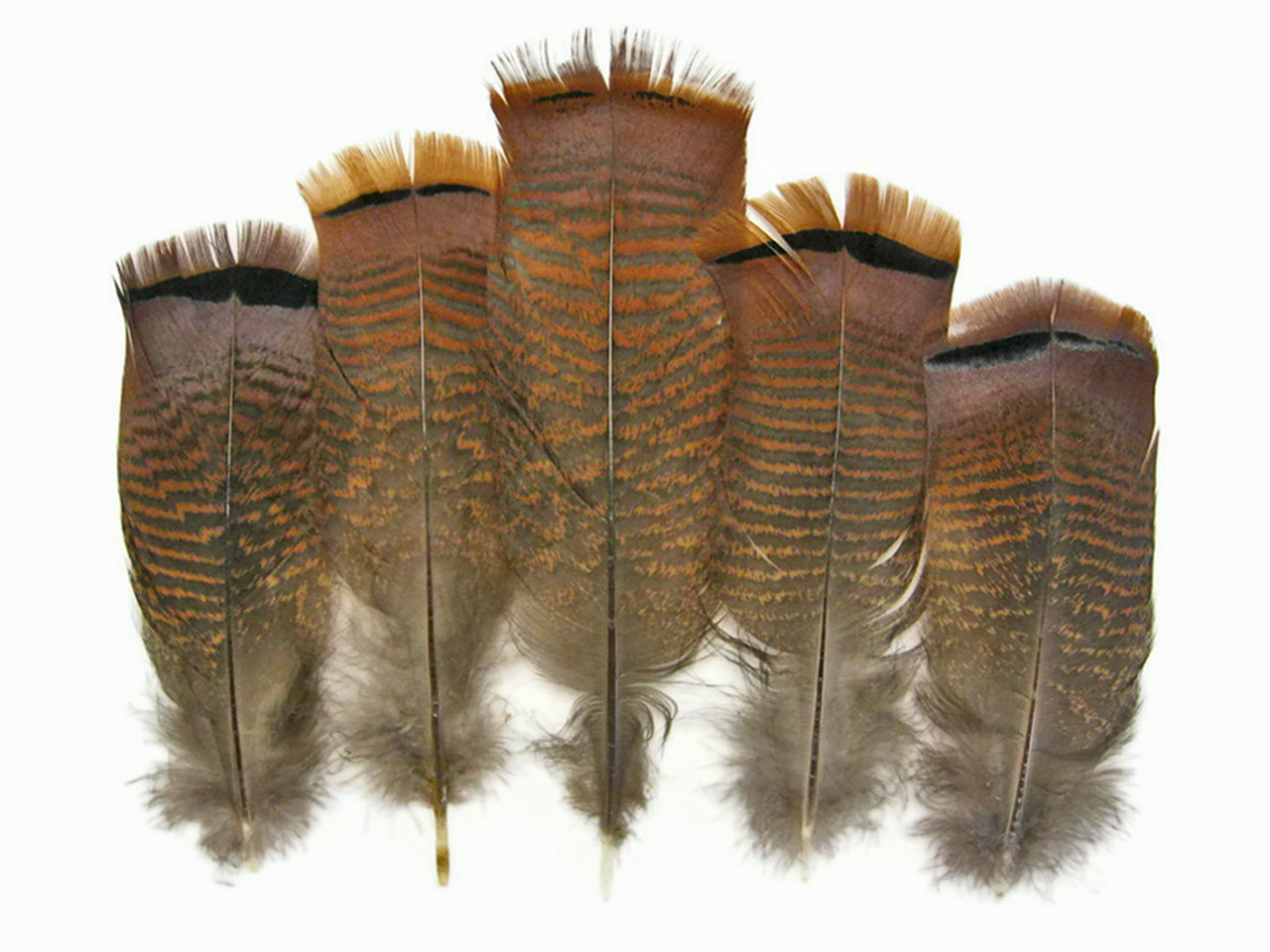 5 Pieces Red Wild Turkey Flats Feathers | Moonlight Feather