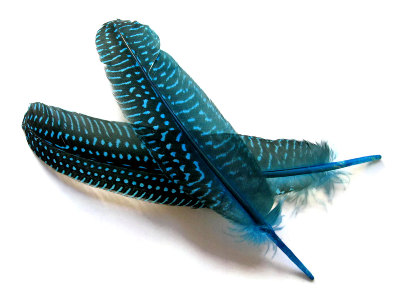 Goose Pointer Feathers for Quills – ArteOfTheBooke