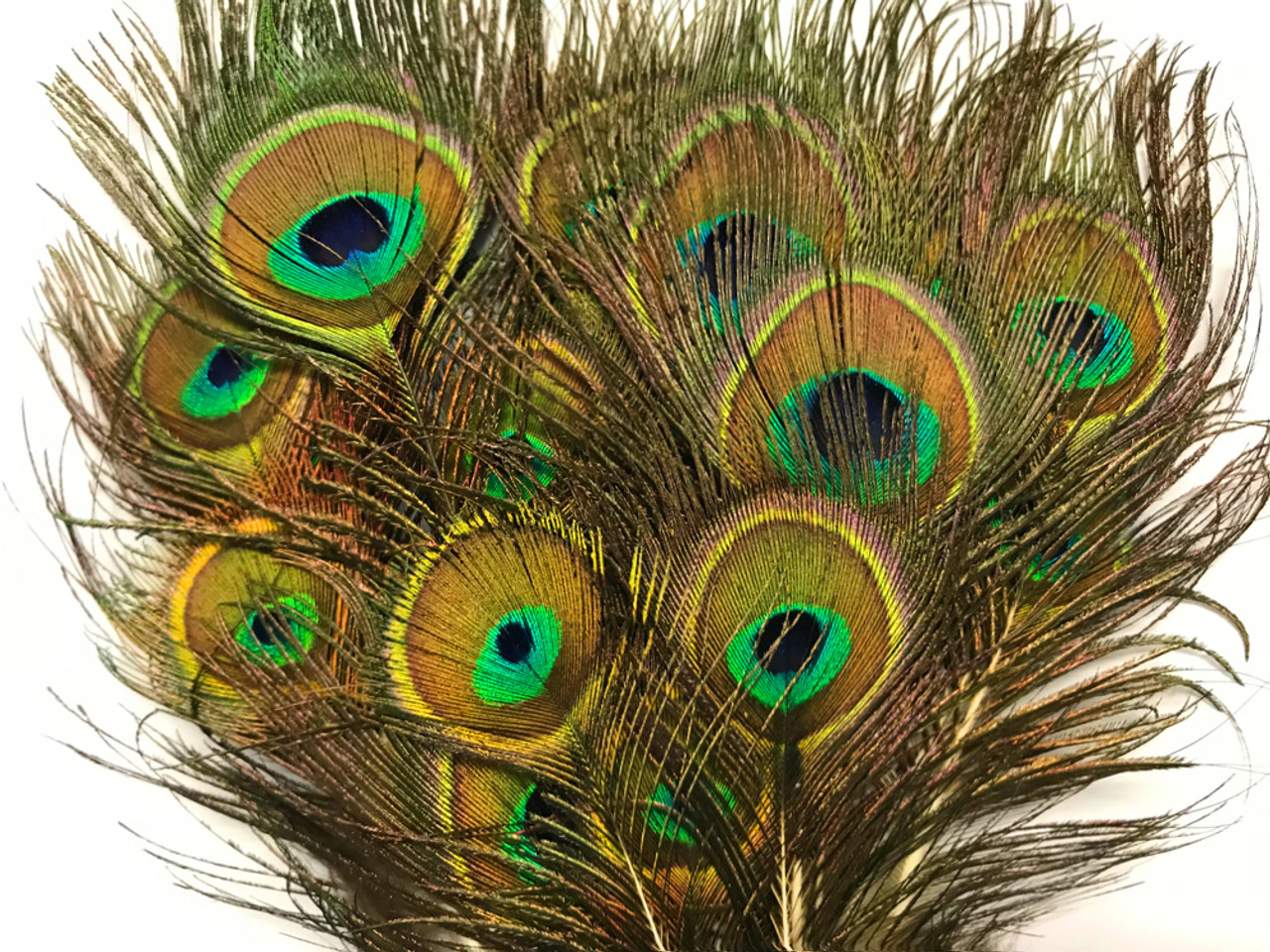 10 Pieces - Mini Natural Peacock Tail Body Feathers 3-6 Long