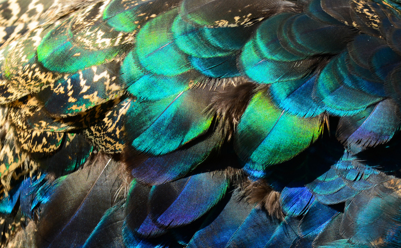 Natural Appeal: The Striking Display Of Patterned “Pheasant” Feathers