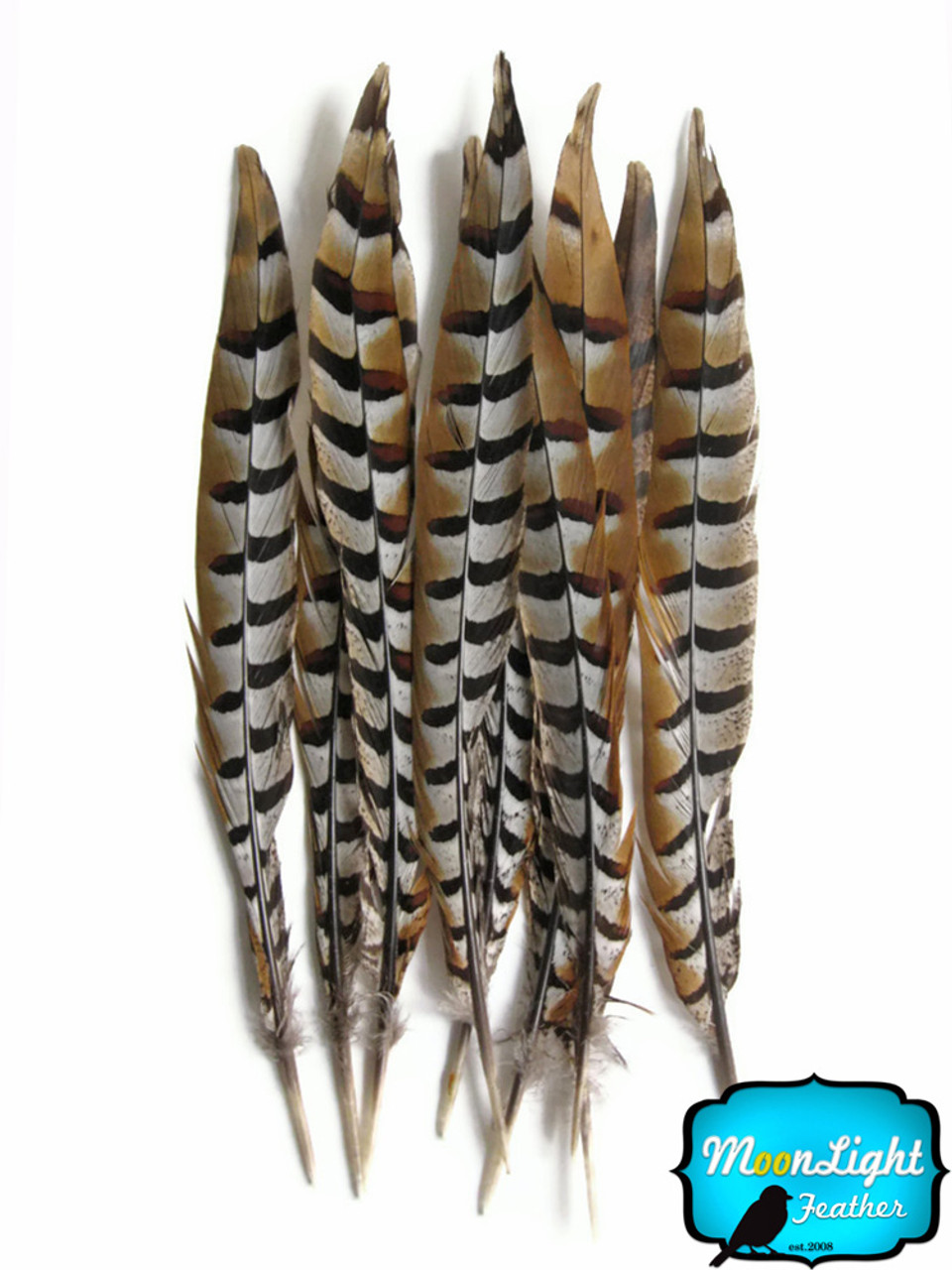 10 Pieces - 10-12 Natural Reeves Venery Pheasant Tail Feathers