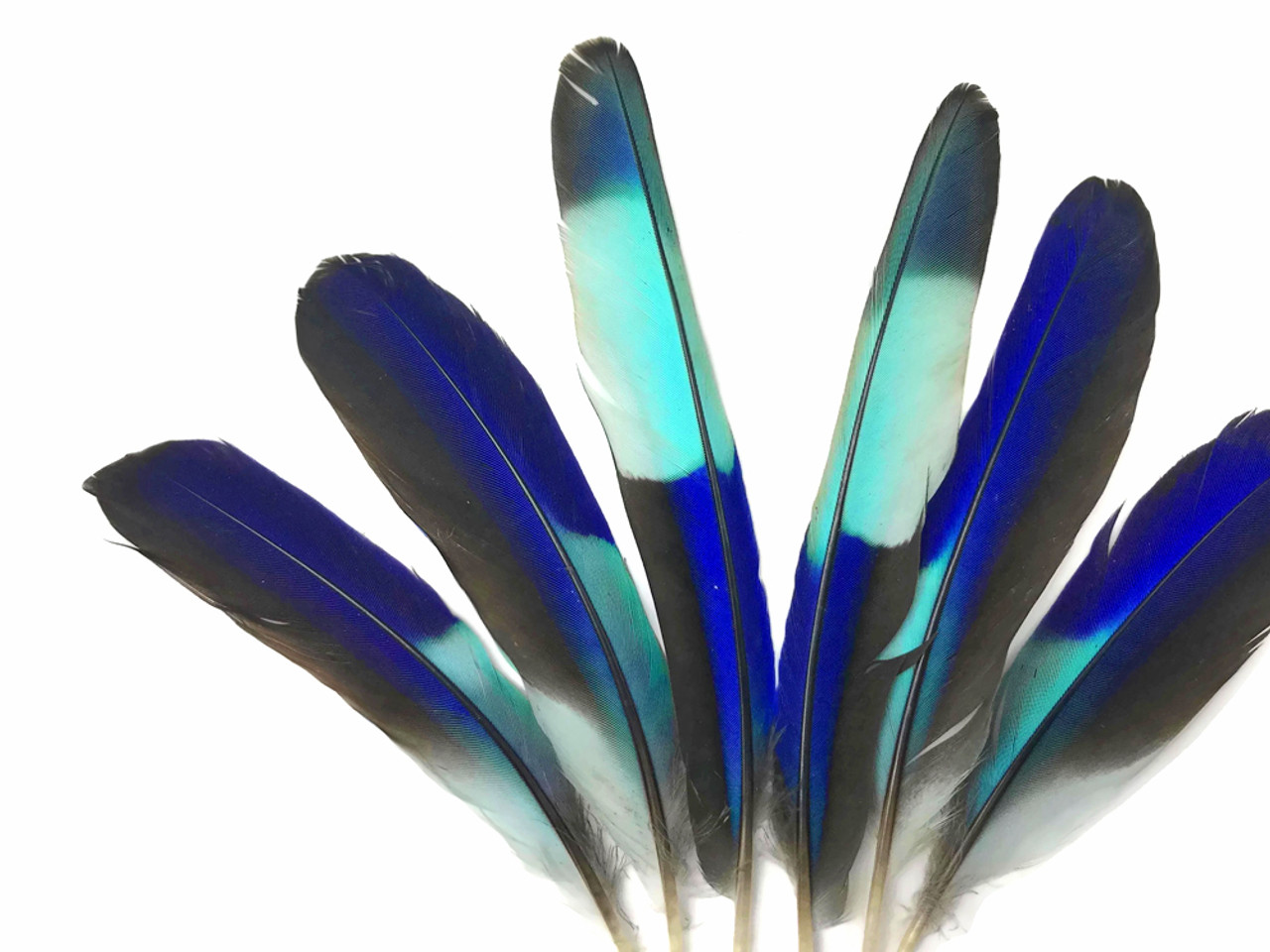 Blue Bird Feathers at Rs 1800/pack, Birds Feather in Ghaziabad