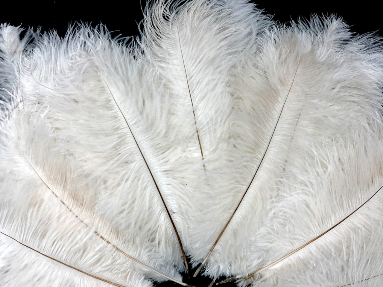 13-15 Fabulous Natural Ostrich Feathers-12PCS - White