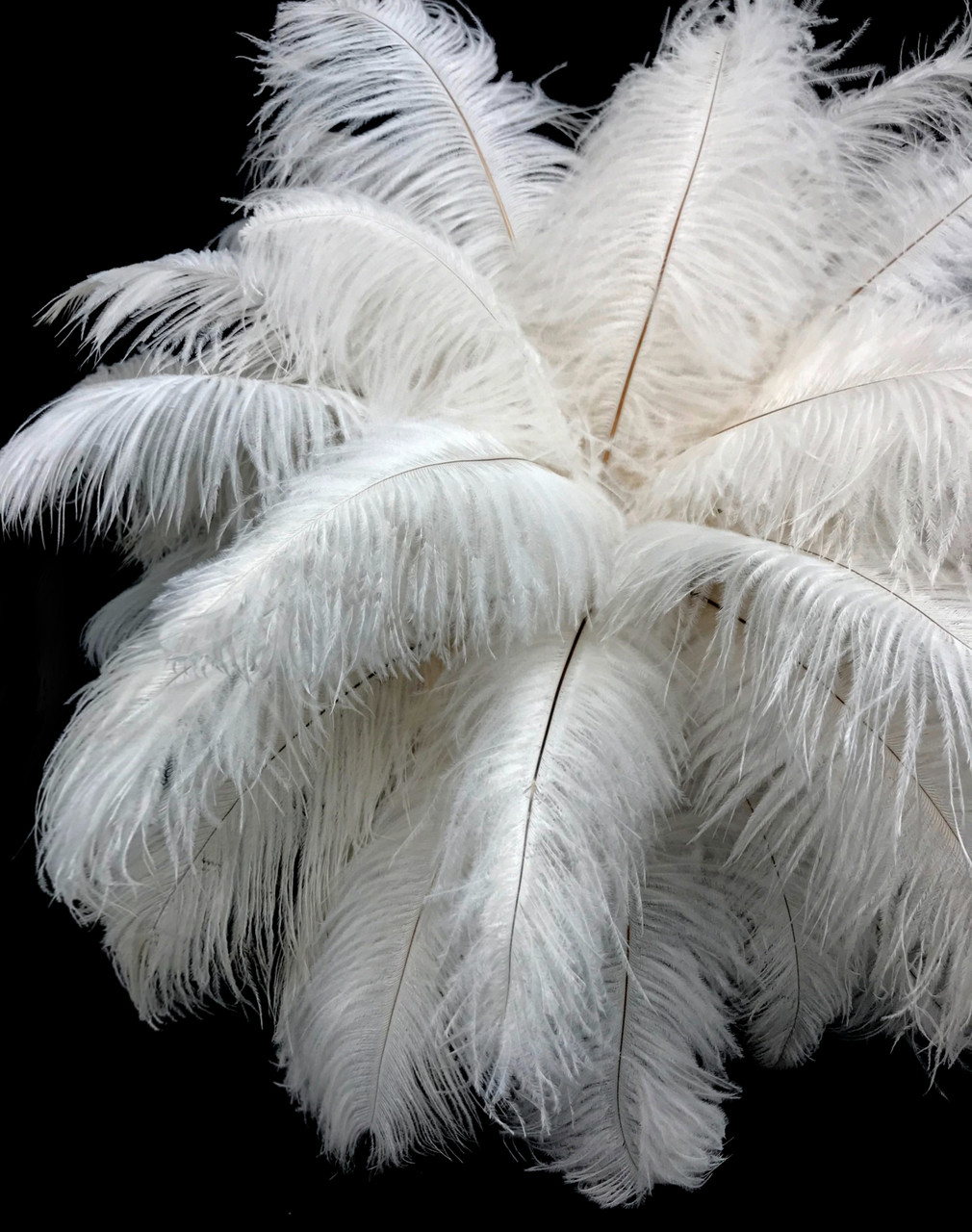 Buy Ostrich Feathers 13-16 NATURAL Undyed for Feather Centerpieces