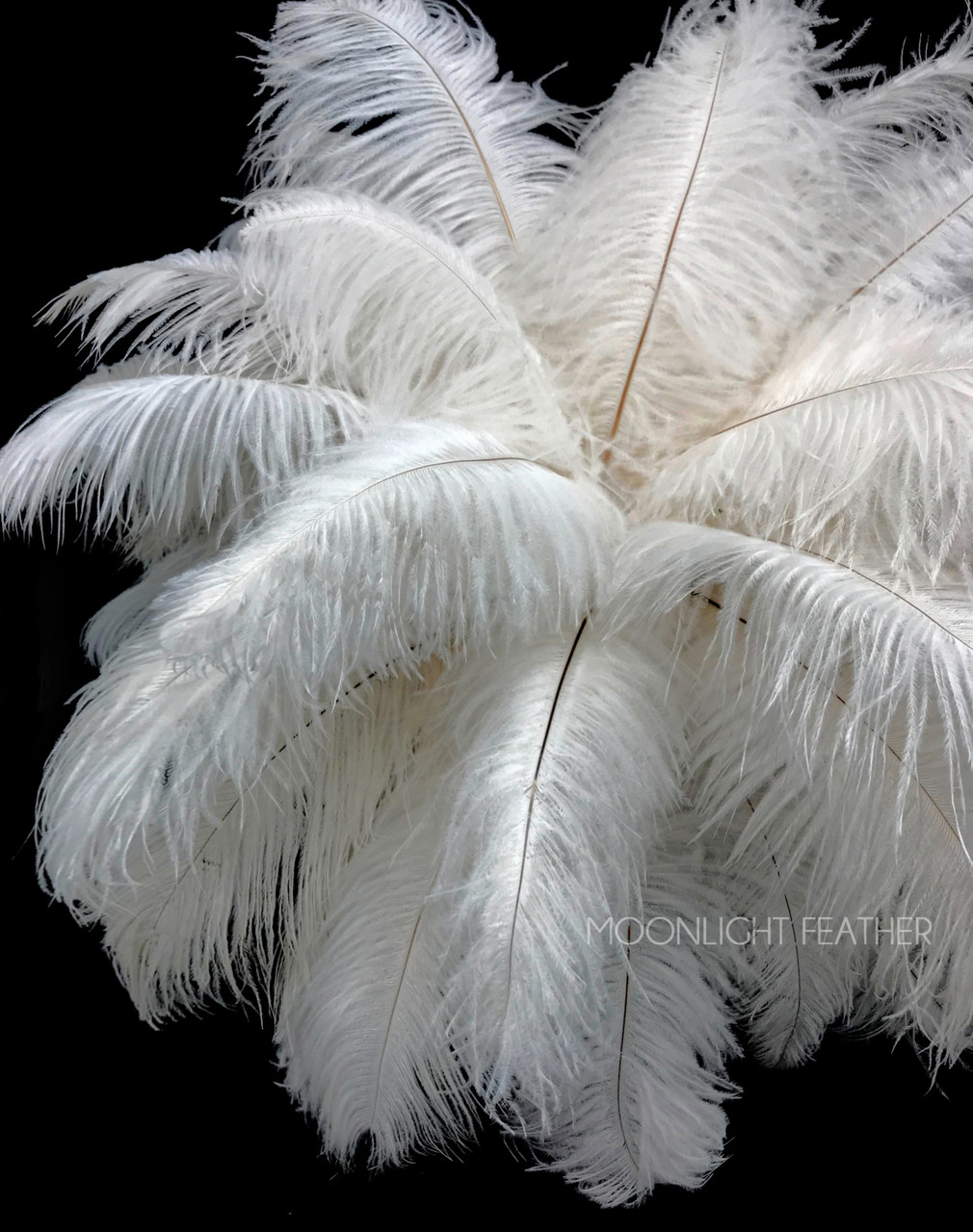 Ostrich Feathers, 10 Pieces 12-16 Black Dyed Ostrich Tail Fancy Feathers  Centerpiece Craft Supplier : 2267 