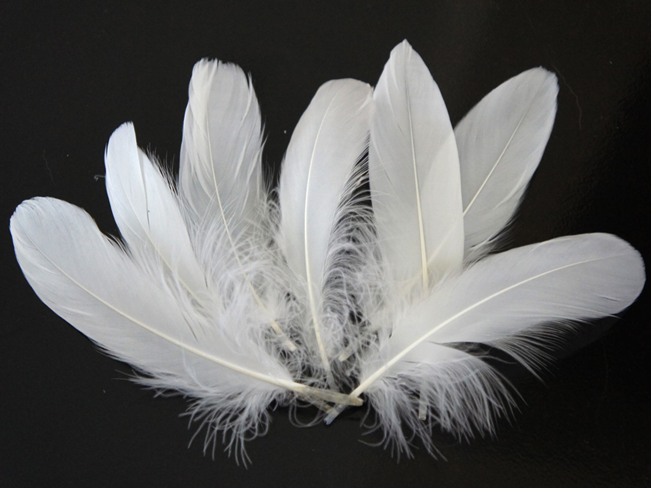 Goose Feather Trim White Goose Nagoire and Satinettes Feather Trim 1 Y –