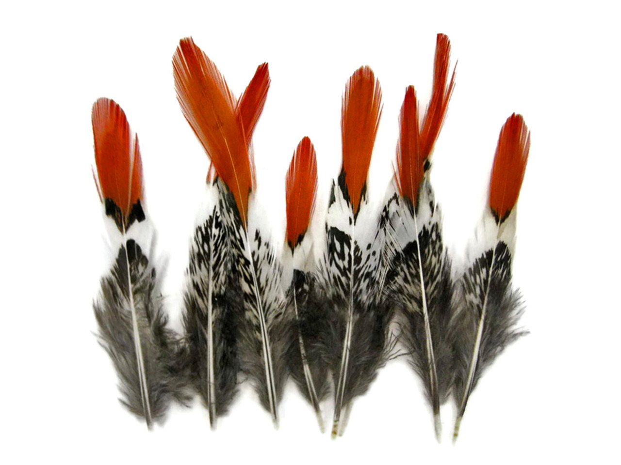 5 Pcs LADY AMHERST PHEASANT Feathers 4-12 RED TIP! Top Quality!  Craft/Hats/Pads