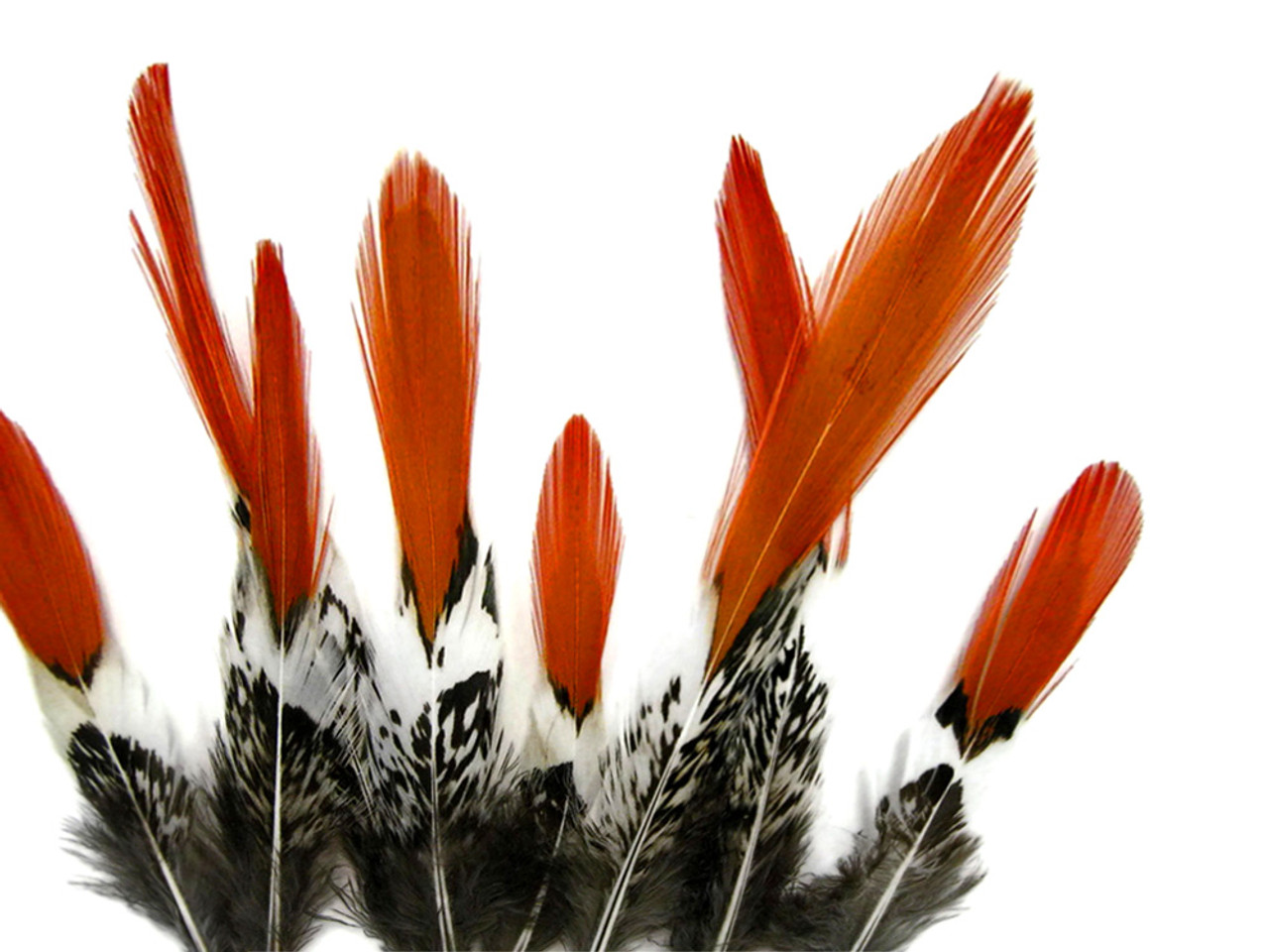 5 Pieces Orange Lady Amherst Pheasant Feathers