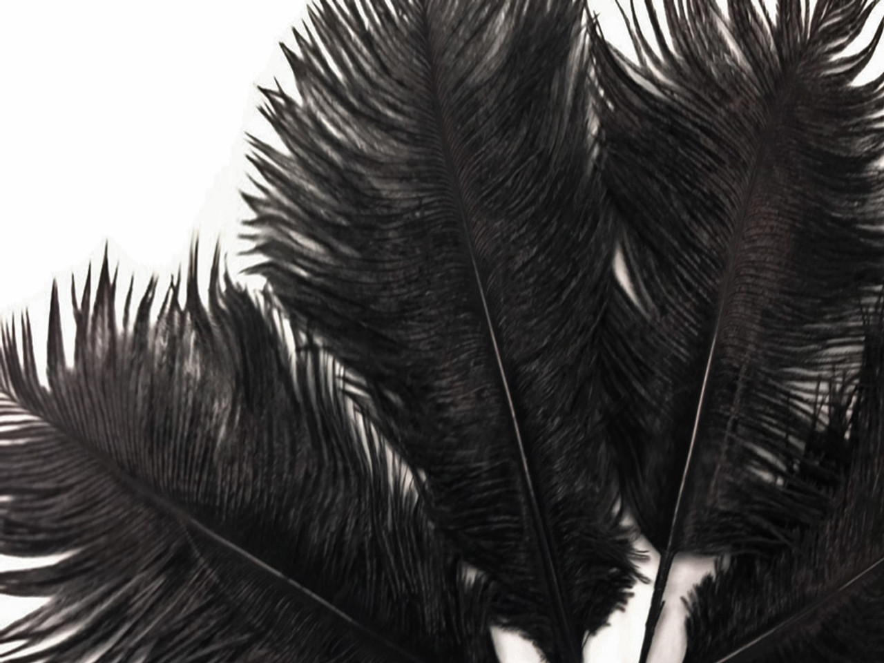 1/2 lb 19-24 Black Ostrich Feathers