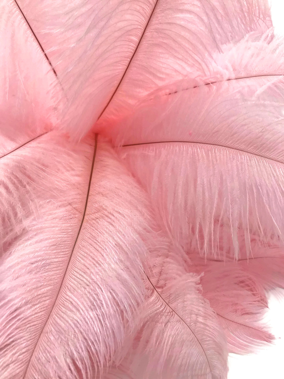 10 Pc BLUSH OSTRICH FEATHERS 12-14/14-16/16-18 Blush Feathers/pink