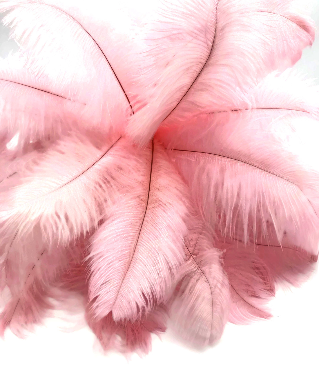 1/2 lb 17-19 Off White Ostrich Feathers