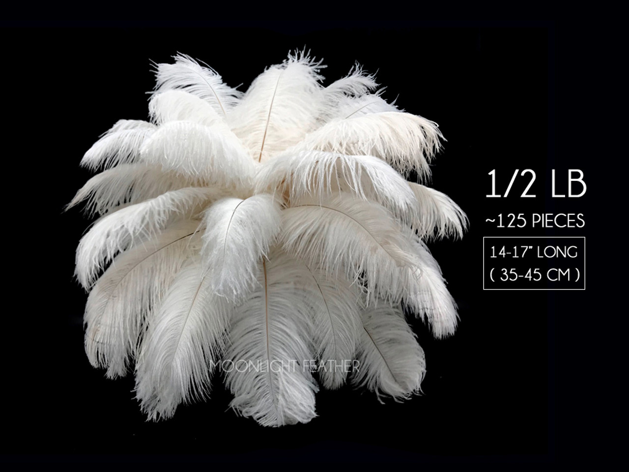 Moonlight Feather 50 Pieces - 12-16 White Ostrich Tail Centerpiece Costume Feathers Wedding Party