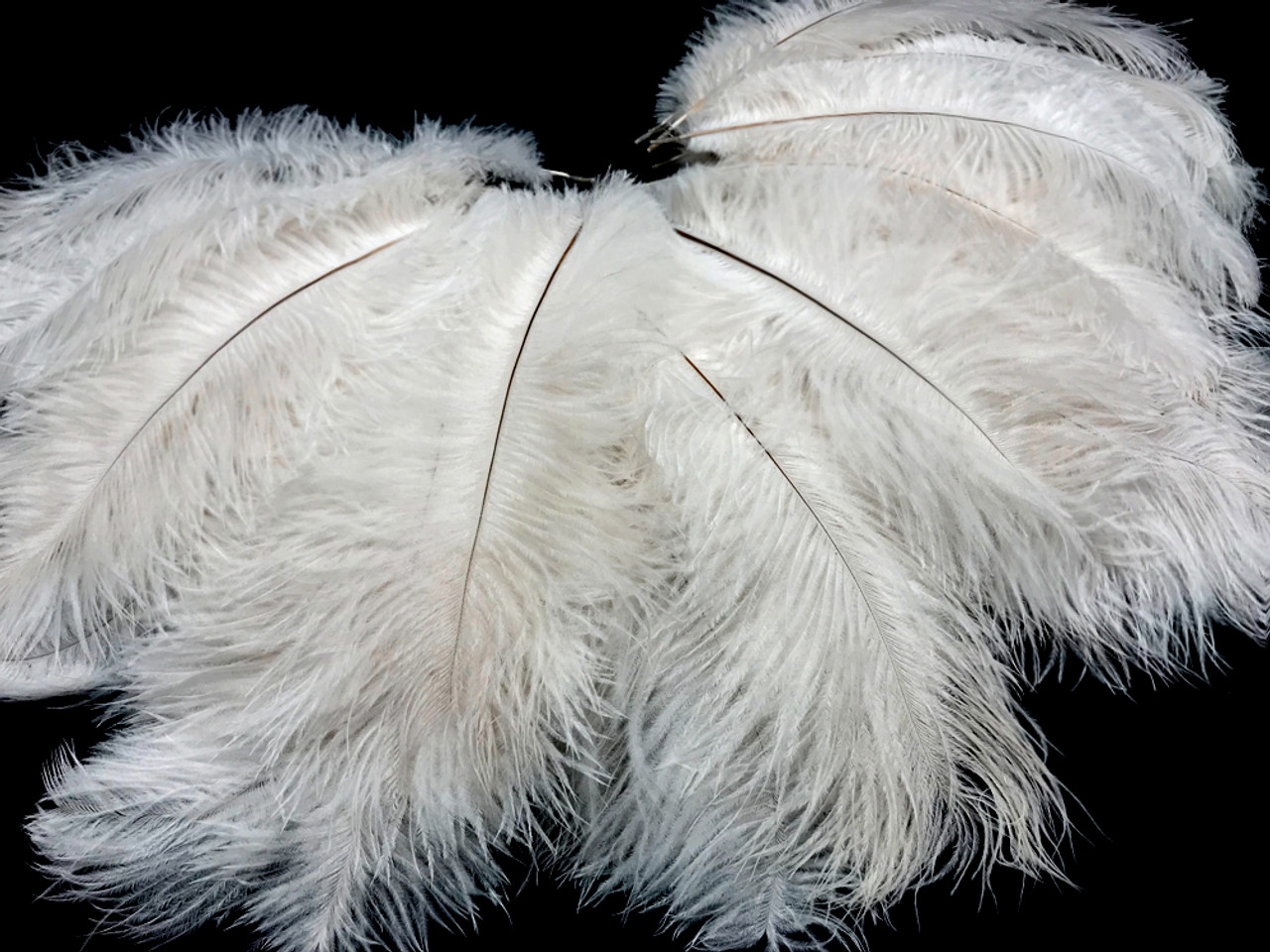 1/2 lb. - 14-17 Off White Ostrich Large Body Drab Wholesale Feathers (Bulk)
