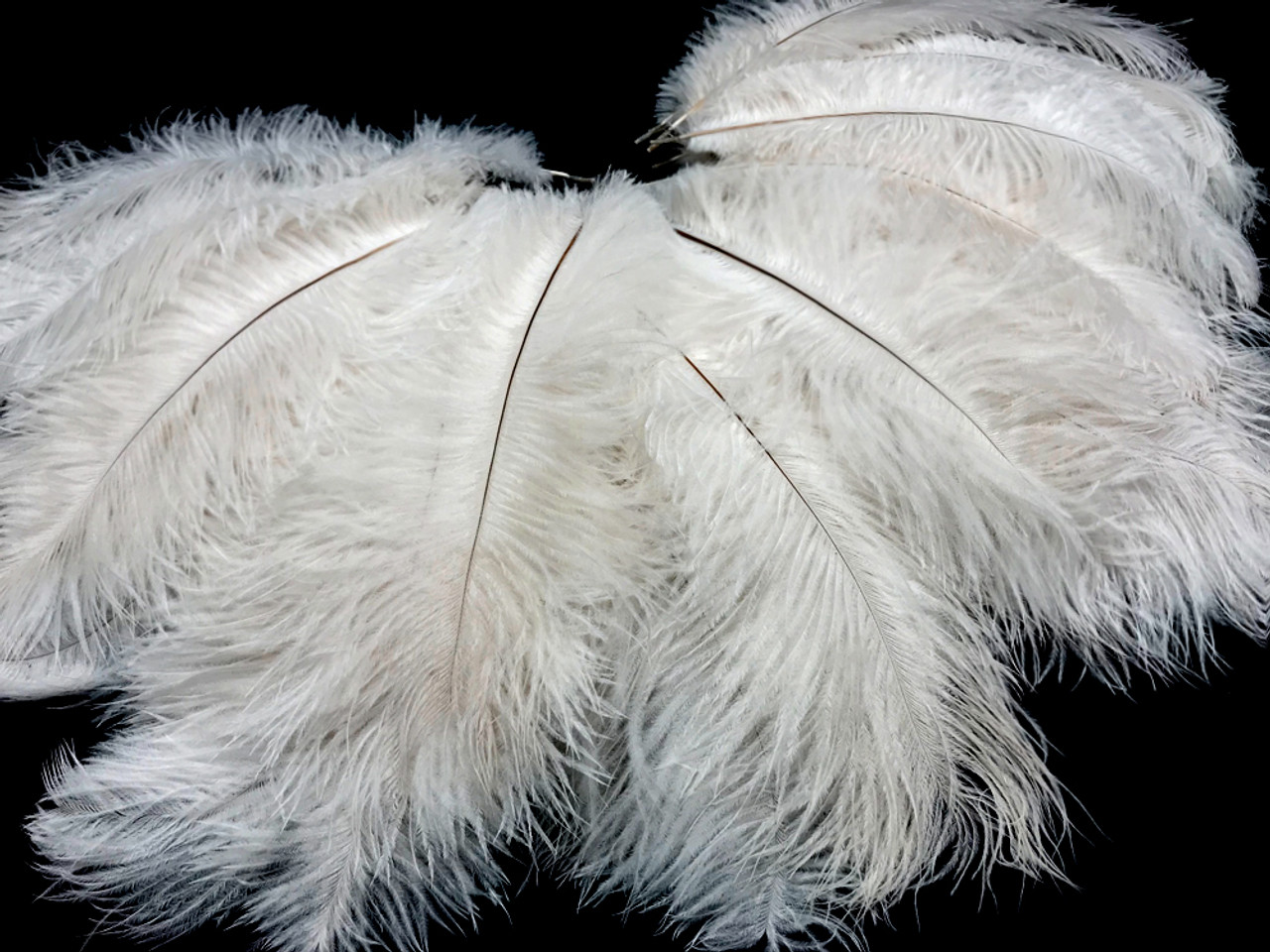 100 White Ostrich Feathers for Wedding Centerpieces 