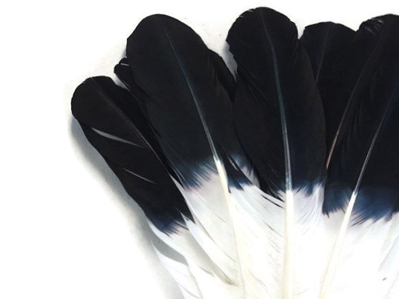 Wholesale Turkey Wing Feathers, 1/4 Lb White Turkey Rounds