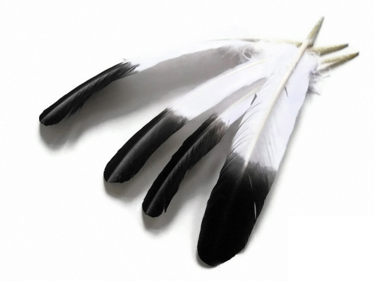 Black with Metallic Silver Tip Quill Feathers by the Pound
