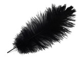 100 Pieces - 8-10" Black Ostrich Dyed Drab Body Wholesale Feathers (Bulk)