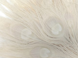 50 Pieces - 30-35" Bleached Ivory Peacock Tail Eye Wholesale Feathers (Bulk)