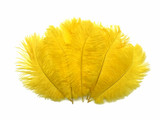 1/2 Lb - 17-19" Yellow Ostrich Large Drab Wholesale Feathers (Bulk)