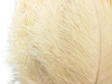 1/2 Lb. - 18-24" Cream Large Ostrich Wing Plume Wholesale Feathers (Bulk)