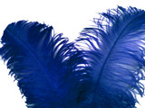 1/2 Lb. - 18-24" Royal Blue Large Ostrich Wing Plume Wholesale Feathers (Bulk)