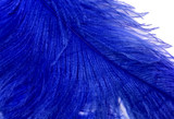 1/2 Lb. - 18-24" Royal Blue Large Ostrich Wing Plume Wholesale Feathers (Bulk)