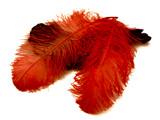 1/2 Lb. - 18-24" Orange Large Ostrich Wing Plume Wholesale Feathers (Bulk)