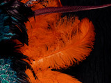 1/2 Lb. - 18-24" Orange Large Ostrich Wing Plume Wholesale Feathers (Bulk)