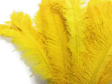 1/2 Lb. - 18-24" Yellow Large Ostrich Wing Plume Wholesale Feathers (Bulk)