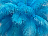 1/2 Lb. - 19-24" Turquoise Ostrich Extra Long Drab Wholesale Feathers (Bulk)