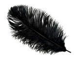 10 Pieces - 8-10" Black Ostrich Drab Dyed Feathers