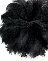 10 Pieces - 11-13" Black Bleached & Dyed Ostrich Drabs Body Feathers