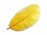 1/2 Lb. - 9-13" Yellow Dyed Ostrich Body Drab Wholesale Feathers (Bulk)