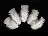 1/4 Lb - White Turkey T-Base Wholesale Body Plumage Feathers (Bulk)