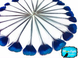 10 Pieces - Blue Iridescent Peacock Crown / Corona / Crest Loose Feathers