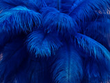 10 Pieces - 8-10" Royal Blue Ostrich Dyed Drabs Feathers